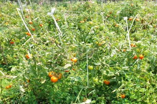 shahdol tomato price