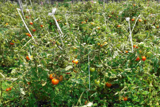 Tomato price nosedived in Madhya Pradesh