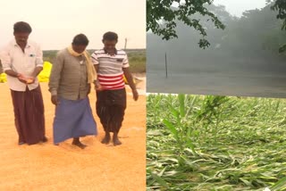 Severe crop loss due to rains in Telangana districts