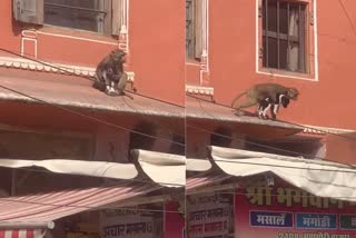 Viral Video of Monkey