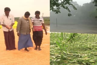 تلنگانہ میں شدید بارش اور ژالہ باری، بیشتر اضلاع میں فصلوں کو نقصان