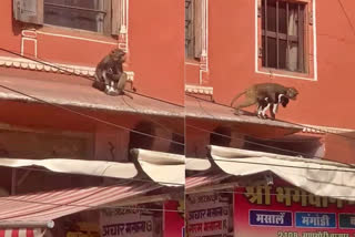 Monkey kidnaps puppy in Rajasthan's Jaipur