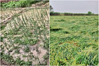 unseasonal rain Damage crops in Karnal