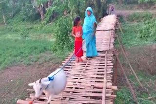 Bamboo Bridge