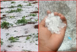 Hail In Akola District