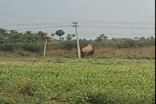 Elephant dies due to electrocution in Tamil Nadu