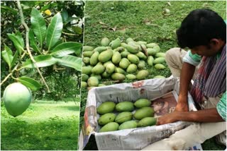 75 Varieties of Mango will Export to mark Azadi Ka Amrit Mahotsav