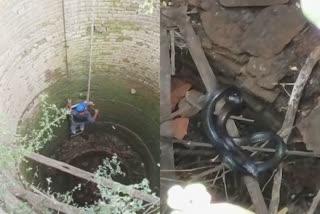 narmadapuram cobra rescue