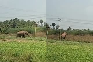 elephant-electrocuted-dead-in-dharmapuri-district-in-tamil-nadu