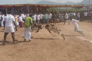 நிலக்கோட்டையில் நடந்த ‘கிடா முட்டு’ போட்டி