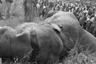 Elephant dies after being entangled in power line