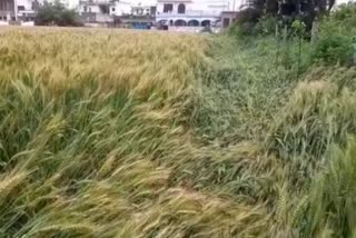 wheat crop damaged in rain