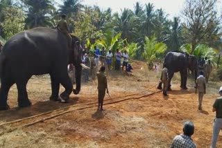 காயமடைந்த பெண் யானைக்கு ஆனைமலை டாப்ஸ்லிப்பில் சிகிச்சை!