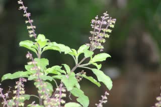 Tulsi Puja in Sunday