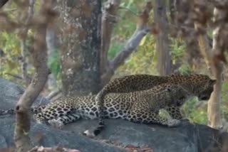 seoni leopards pair playing