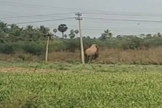 તમિલનાડુ