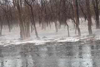 Effect of unseasonal rain in Chhattisgarh