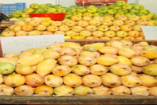 Etv Bharat75 varieties of mangoes will be exported from Bengal on Amrit Mahotsav of Independence