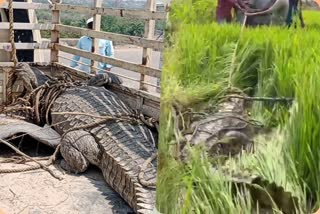 crocodile in crop fields in wanaparthy district