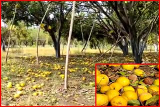 Hailstorm Damage Agriculture In Akola