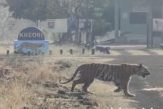 dewas tiger shown to tourists in khivani