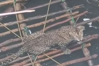 Successful rescue of leopard in Kanker