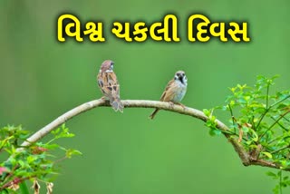 World Sparrow Day : જાણો શા માટે આજના દિવસે ઉજવવામાં આવે છે 'વિશ્વ ચકલી દિવસ'