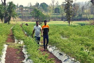 Dang News : પહાડી વિસ્તારમાં તમતમતા મરચાનો પાક લહેરાવ્યો ખેડૂતે, આવક કેટલી જૂઓ