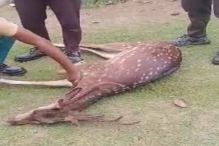 deer rescued