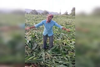 Farmer Song on Crop Loss Due to Rain