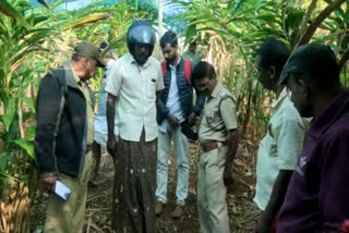 Tigers pounce on scooter rider  Tigers in Idukki  Idukki tiger  സ്‌കൂട്ടര്‍ യാത്രികനു നേരെ പാഞ്ഞടുത്ത് കടുവകള്‍  ഇടുക്കി പുഷ്‌പഗിരി  ഇടുക്കിയില്‍ ഭീതി വിതച്ച് കാട്ടാനകള്‍  ഫോറസ്റ്റ് ഉദ്യോഗസ്ഥര്‍  അരിക്കൊമ്പന്‍