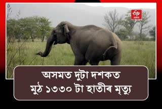 Wild Elephant Death Increased in Assam
