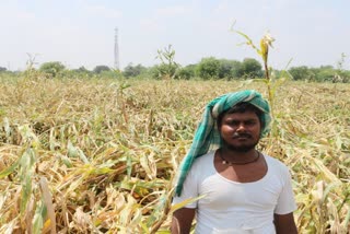 Hundreds of acres crops destroyed by rains