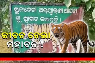 tiger killed a women in nuapada