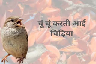 I Love Sparrows