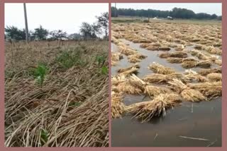 Sawaimadhopur Farmers Dilemma