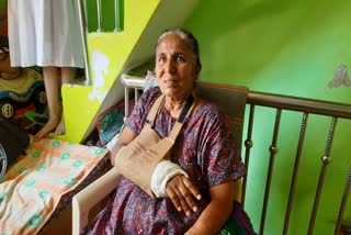 Torture of stray cattle in Vadodara : વૃદ્ધ મહિલાને ગાયે ભેટી મારતા હાથમાં ફ્રેકચર, રાઉન્ડ ધ ક્લોક કામગીરી પર સવાલ