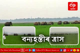 Wild elephant terror in Goalpara