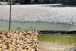 australia fish death