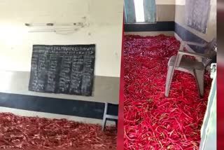 school chairman dried the chillies in the school in jayashankar bhupalapally