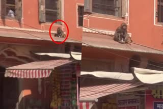 Monkey kidnaps puppy  Monkey kidnaps puppy in Rajasthan viral video  viral video  Monkey kidnaps puppy and remain silent in roof top  Rajasthan  നായക്കുട്ടിയെ തട്ടിയെടുത്ത് കുരങ്ങന്‍  ആളുകള്‍ കൂടിയതോടെ അതുമായി ചാട്ടം  വീഡിയോ വൈറല്‍  വൈറല്‍ വീഡിയോ  ജയ്‌പുര്‍  രാജസ്ഥാന്‍  കുരങ്ങന്‍  നായക്കുട്ടി  നായ