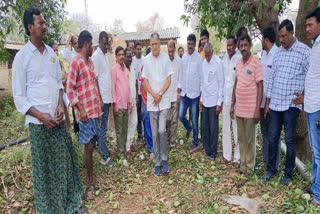 dornakal MLA visiting the damaged crops and assuring for the farmers