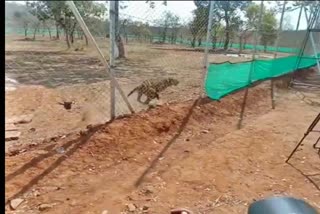 Tiger released from enclosure
