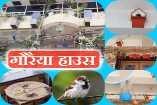sparrow conservation in gwalior
