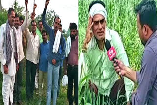 Farmers demand compensation as heavy rain, hailstorms damage crops across Madhya Pradesh