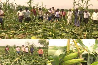 crop loss in khammam and bhadradri kothagudem districts and formers demands for affordable price for crops