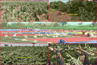 crops damaged due to rain