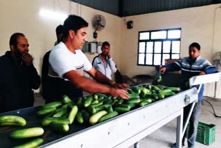 Grading of fruits and vegetables