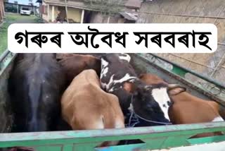 smuggled cattle seized at kaliabor