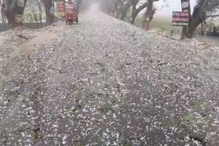 heavy rain and hailstorm lashes in  jajpur